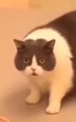 No f*ckin way cat Meme Template