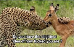 Tiger and Deer Meme Template