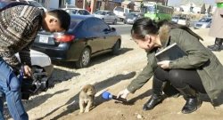 Smol Dog Interview Meme Template