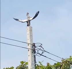Crane on Pole Meme Template