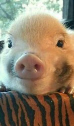 Pig Meme Template