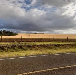 Wheat plantation in Kisima, Meru, Kenya Meme Template