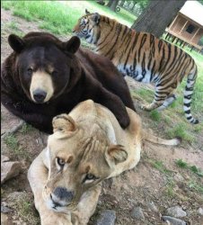 bear, lion, tiger Meme Template