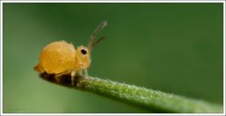 Fat Springtail Meme Template