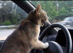 cat driver Meme Template