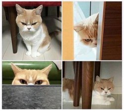 cat angry Meme Template