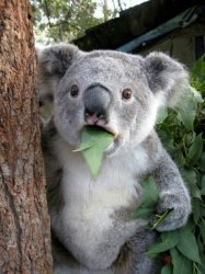 koala eukalyptus Meme Template