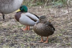 If it quacks Meme Template