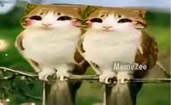 2 happy meowls together Meme Template