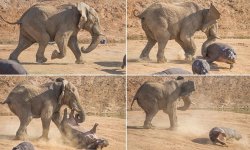 elephant_hippo_flip Meme Template