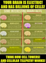 BRAIN FACTS Meme Template