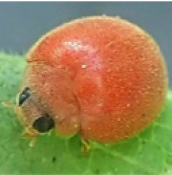 gyat beetle Meme Template