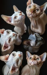 Hairless Cats Meme Template