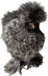 Silly chicken Meme Template