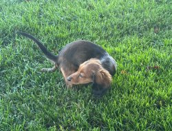 Pooping Dachshund puppy Meme Template