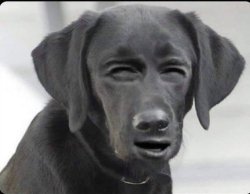 dog squint Meme Template