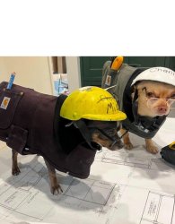 Construction Chihuahuas Meme Template