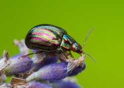 Rosemary beetle Meme Template