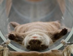 relaxed otter Meme Template
