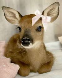 Deer with bow Meme Template