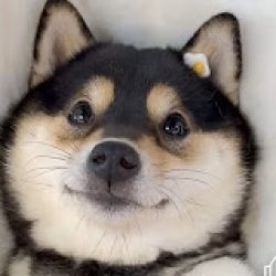 youtube dog Meme Template