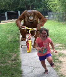 monkey Meme Template