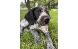 Cricket Meme Template