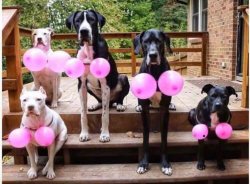 Chrisjoines1 Meme Template