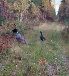 Chrisjoines1 Meme Template