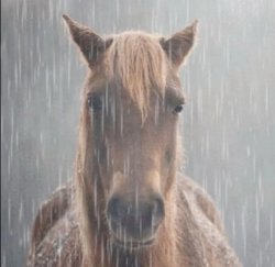 sad honse Meme Template