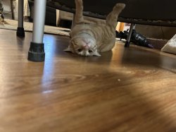 Cat just chilling Meme Template