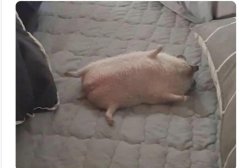 Tired pork Meme Template