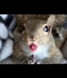 Squirrel Meme Template