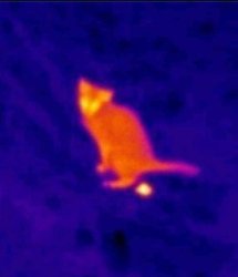 thermal cat poop Meme Template