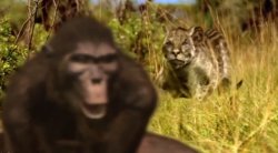 Dinofelis / Australopithecus / Walking with Beasts Meme Template