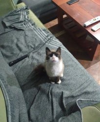 Teodoro mi gato Meme Template