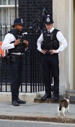 Pussy Patrol Meme Template