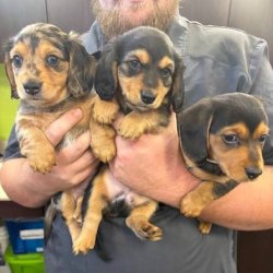 Three wieners no waiting Meme Template