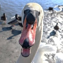 Funny Face Swan Meme Template