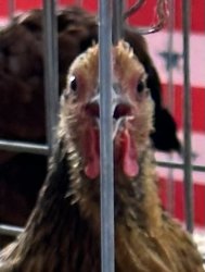 Shocked Chicken Meme Template