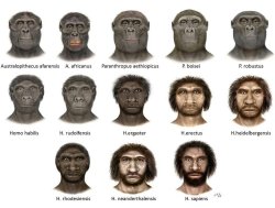 Human Evolution Meme Template