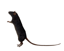 Mouse png Meme Template