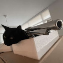 This Black Cat has a GUN- Meme Template