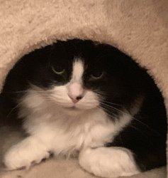 SYBAU CAT Meme Template