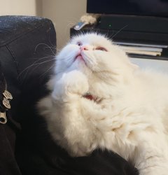 cat thinking Meme Template