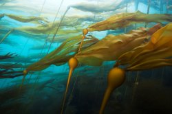 Bull kelp background Meme Template