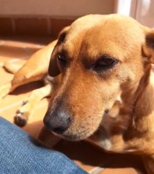 Lola mento Meme Template