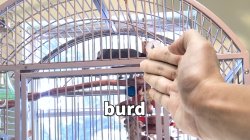 Apollo and Frens - Burd Meme Template