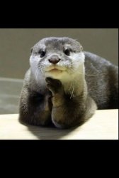 Otter Meme Template