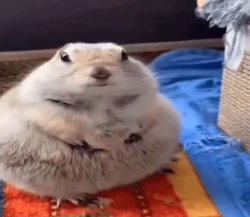 prairie dog Meme Template